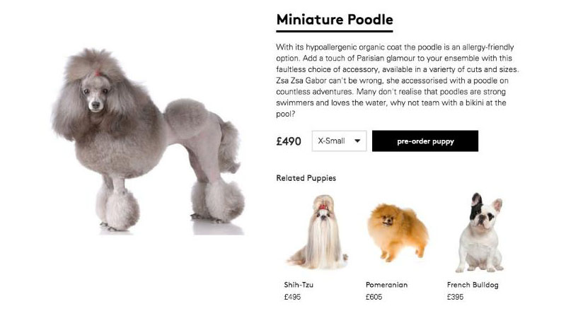 Modehandlare säljer småhundar på nätet